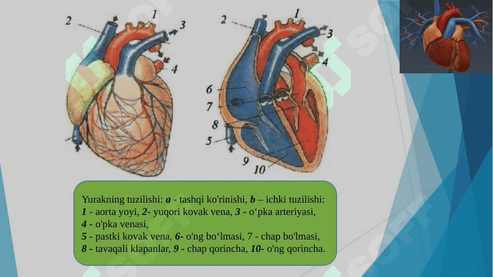 Yurak tuzilishi 6