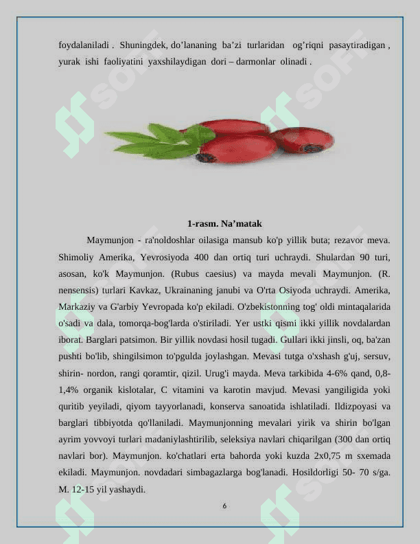 ROSACEAE OILASI 6