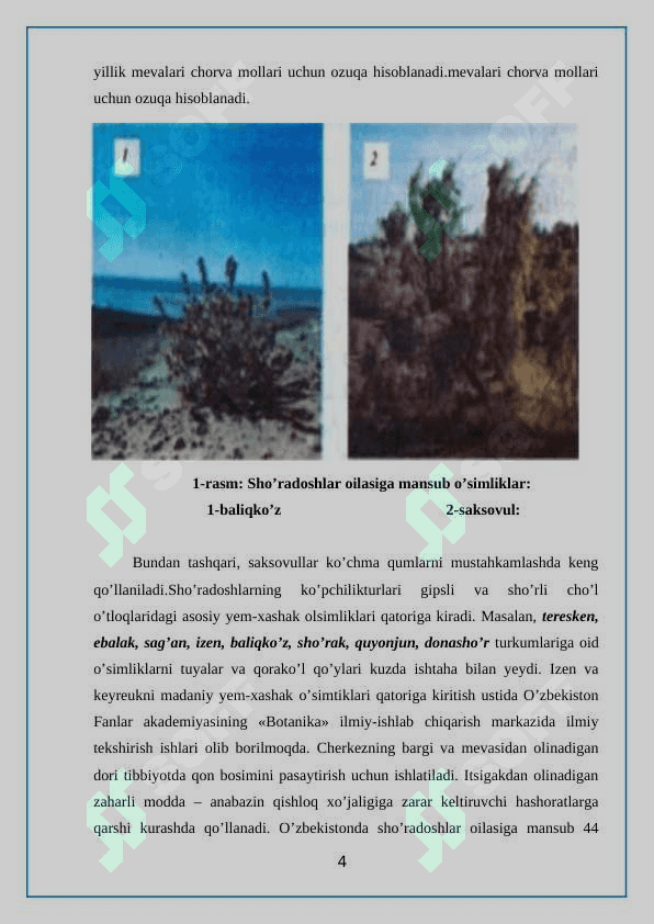 SHO’RADOSHLAR (Chenopodiaceae) oilasi 4