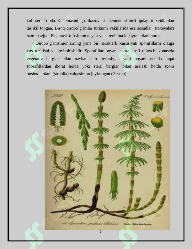 O’t o’simliklarning umumiy xarakteristikasi 6