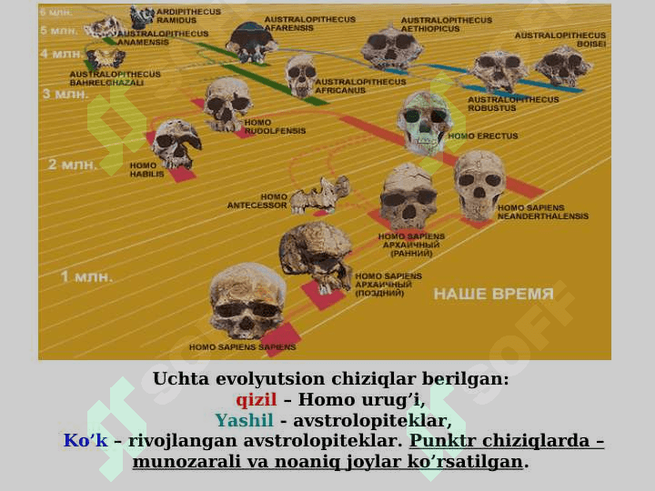Antropogenez jarayoni va uning asosiy bosqichlari 7
