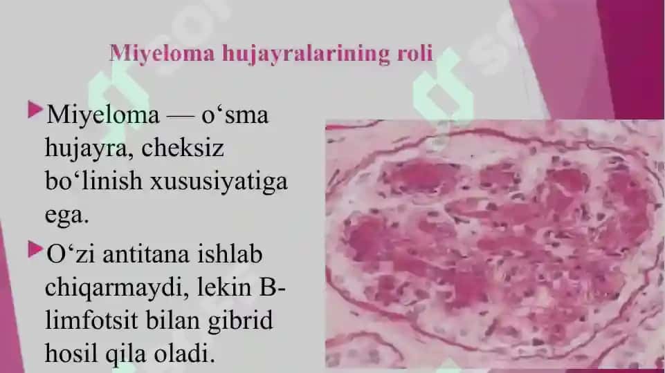 gibridomalar texnologiyasi 7