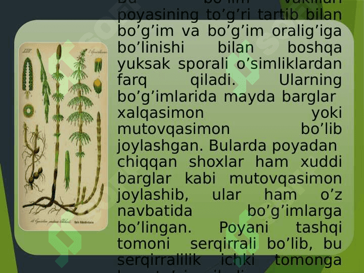 QIRQBO’G’IMTOIFA O’SIMLIKLAR 2