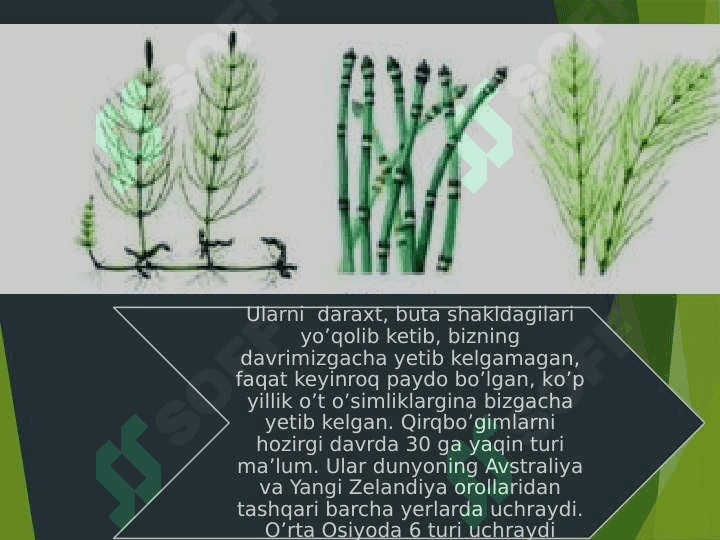 QIRQBO’G’IMTOIFA O’SIMLIKLAR 4