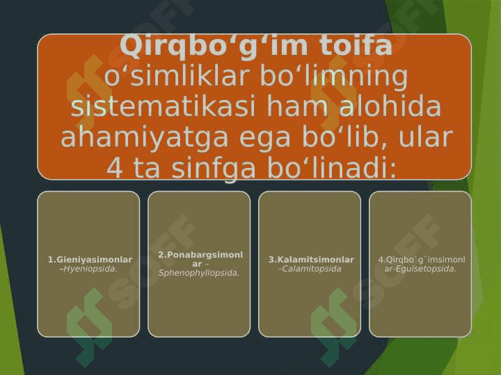 QIRQBO’G’IMTOIFA O’SIMLIKLAR 6