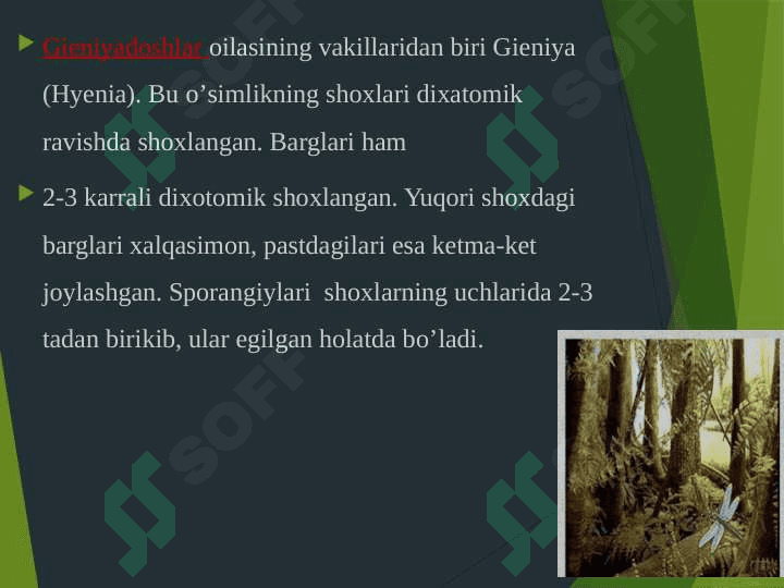 QIRQBO’G’IMTOIFA O’SIMLIKLAR 8