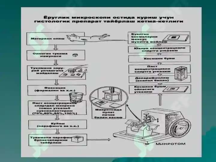 ЦИТОЛОГИЯ.pptx 3