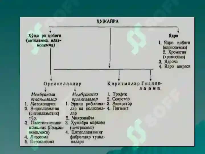 ЦИТОЛОГИЯ.pptx 4