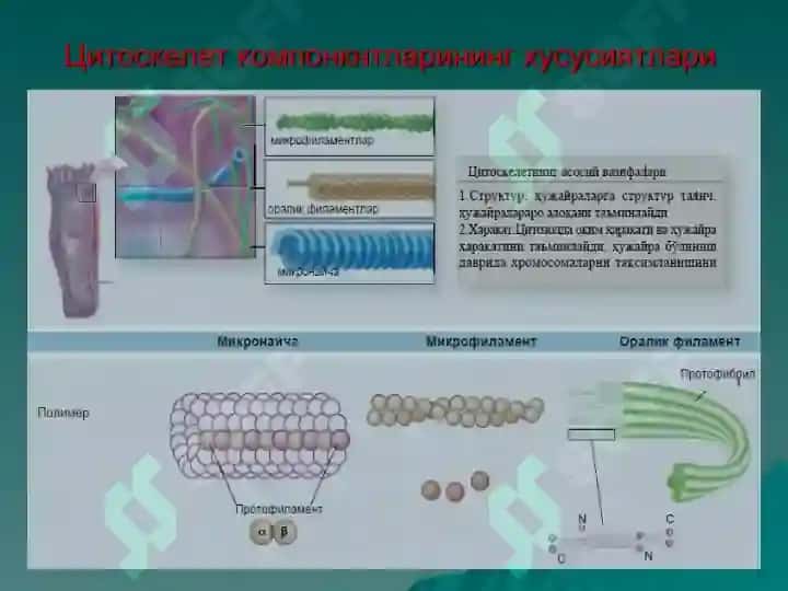 ЦИТОЛОГИЯ.pptx 7