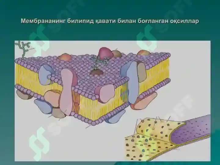 ЦИТОЛОГИЯ.pptx 8