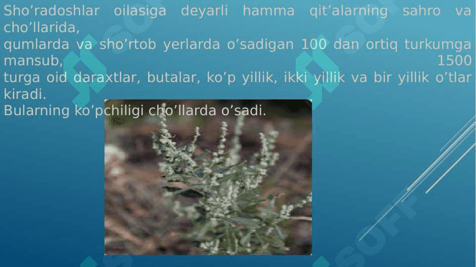 Sho’radoshlar (Chenopodiaceae) oilasi 2
