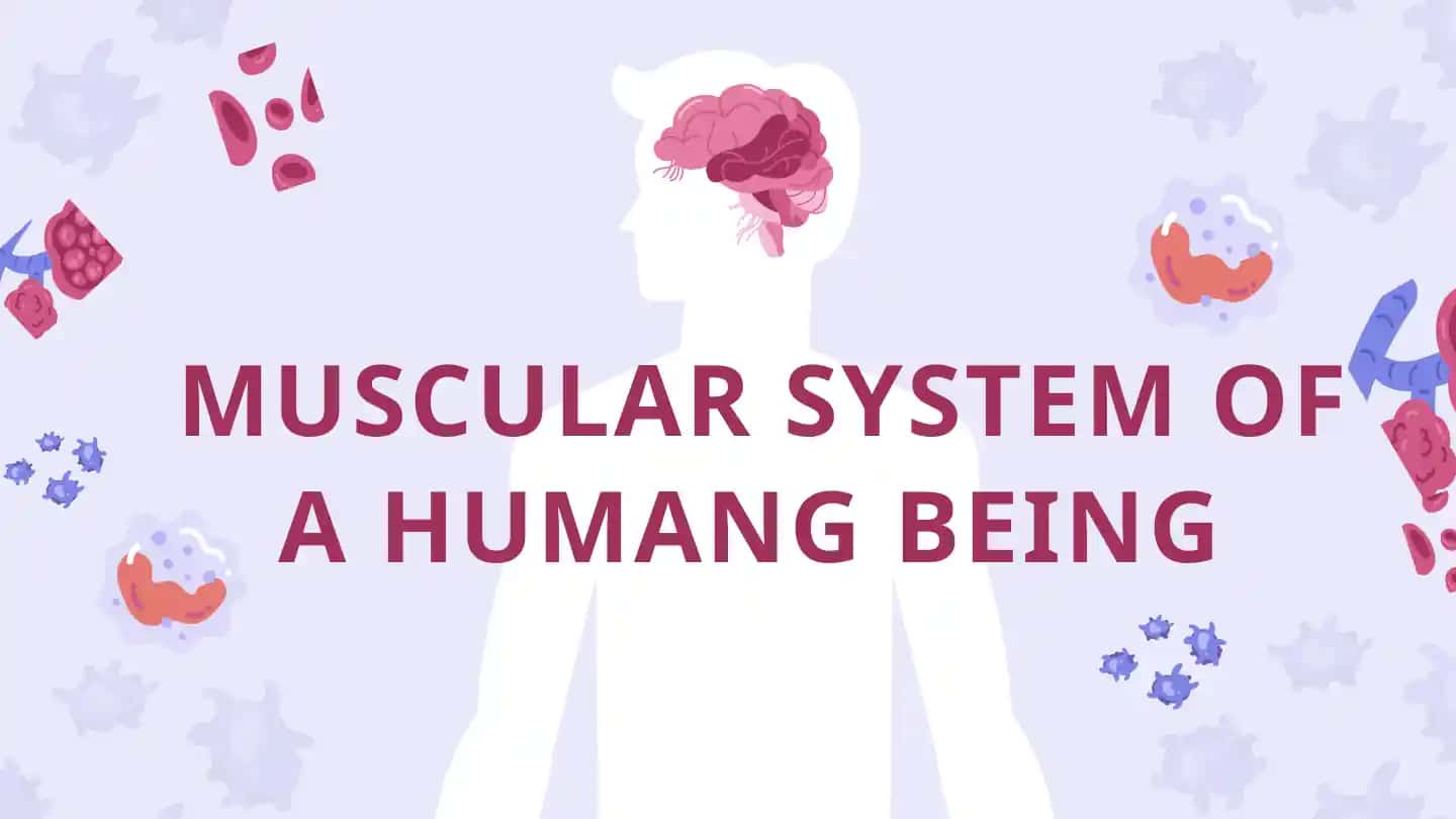 Muscle system of a human being