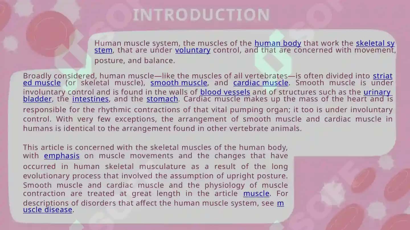 Muscle system of a human being 3