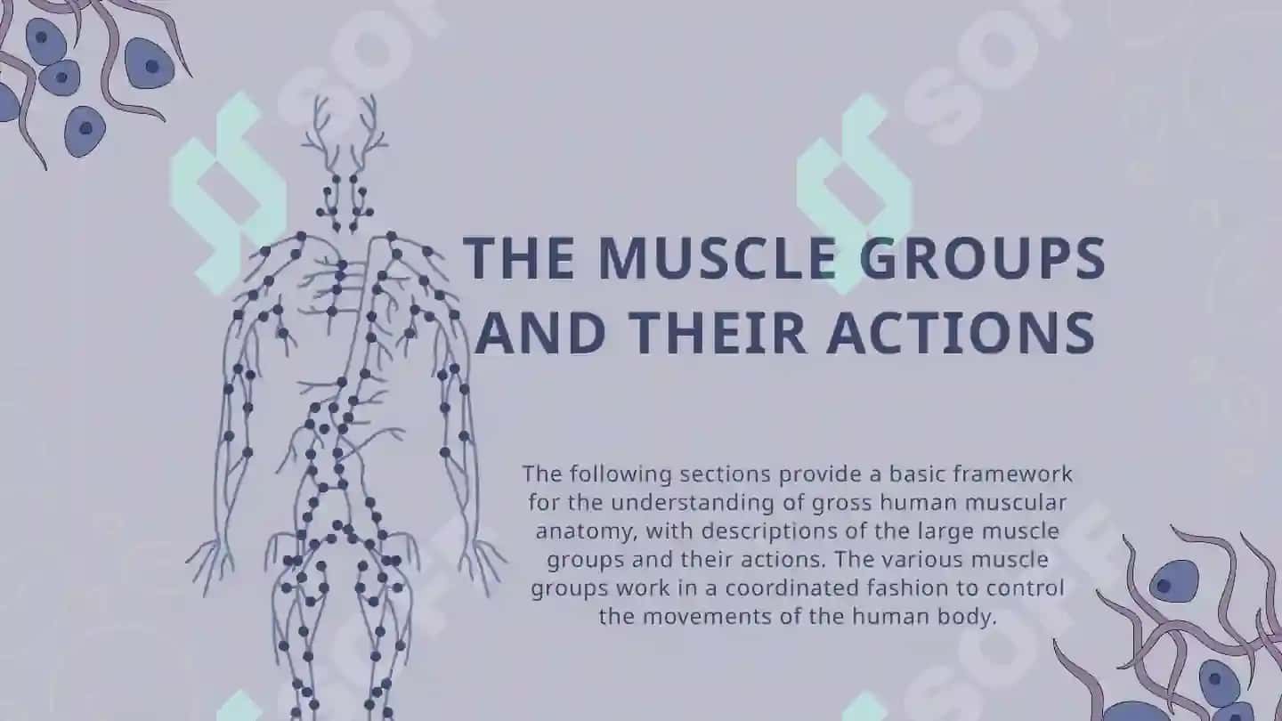 Muscle system of a human being 4