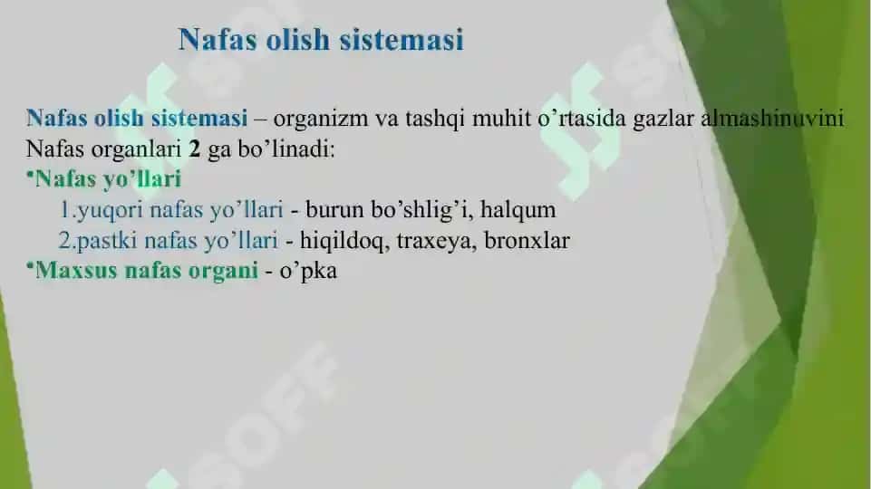 nafas olish sistemasi anatomiyasi 2