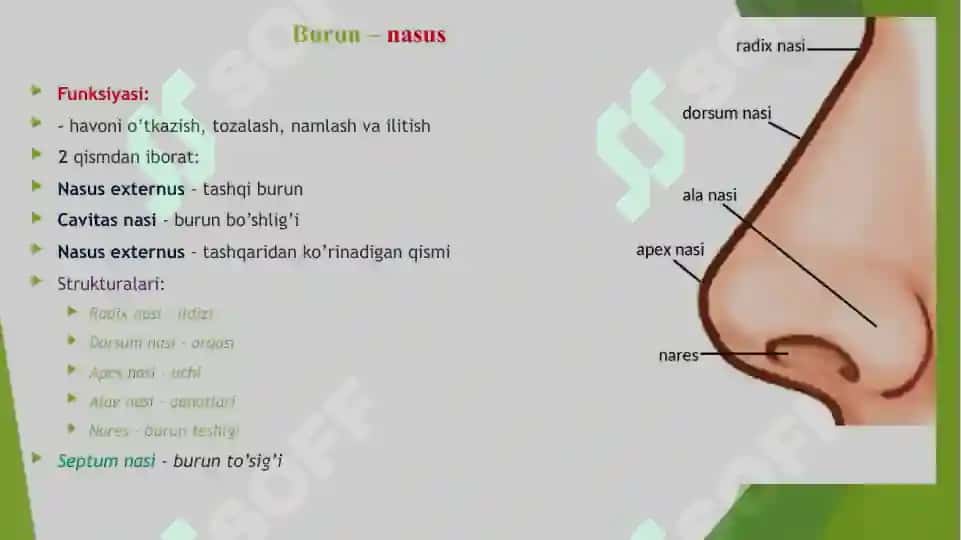 nafas olish sistemasi anatomiyasi 3