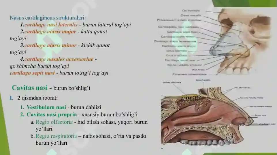 nafas olish sistemasi anatomiyasi 5