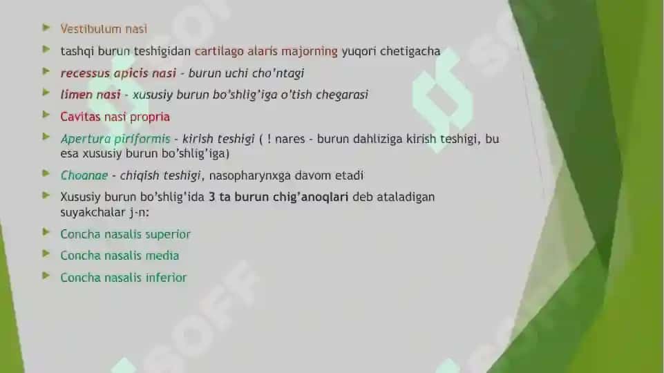nafas olish sistemasi anatomiyasi 6