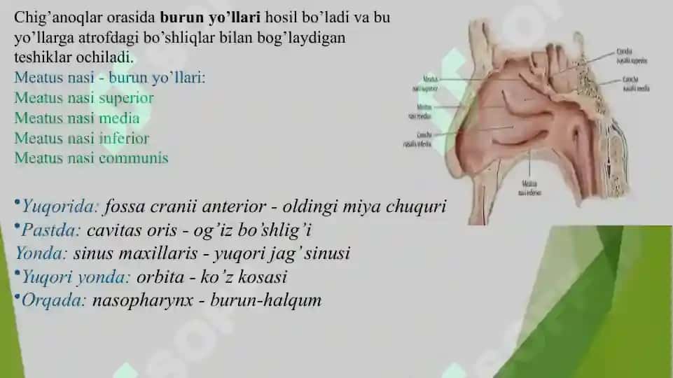 nafas olish sistemasi anatomiyasi 7