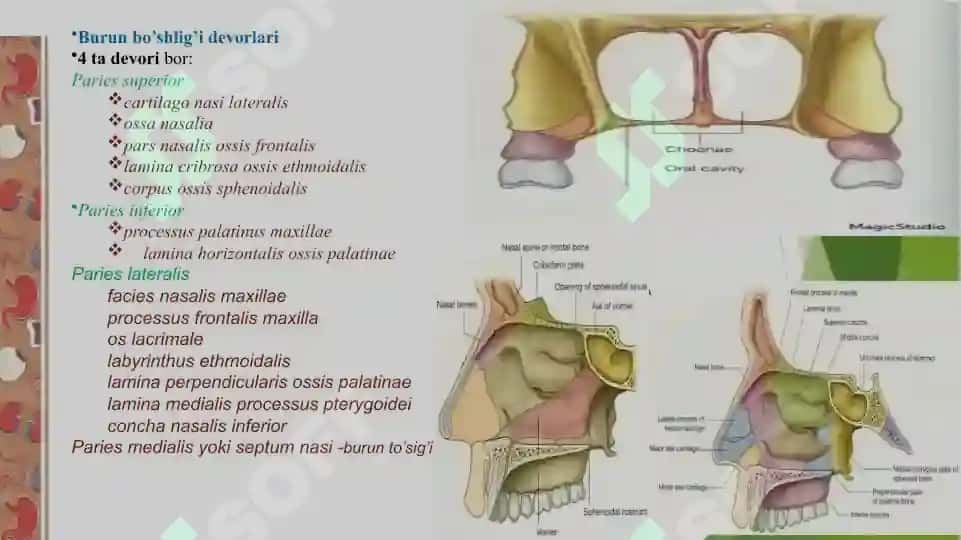 nafas olish sistemasi anatomiyasi 8