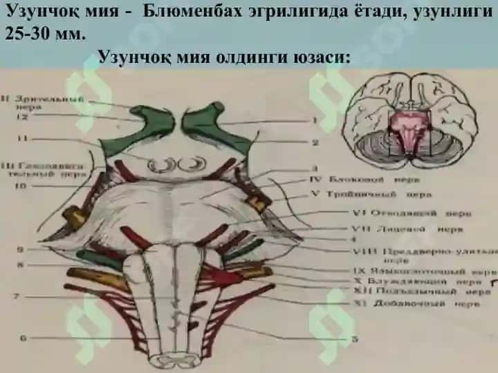 Мия устунининг зарарланиш синдромлари 6