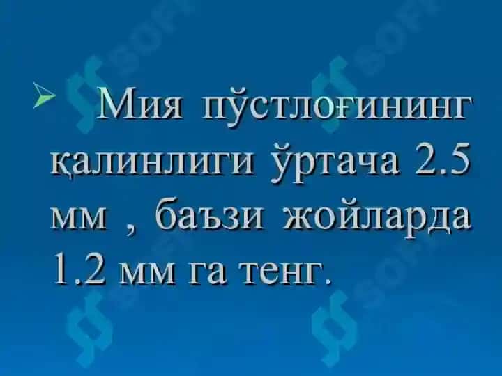 Бош мия пўстлоғи 4