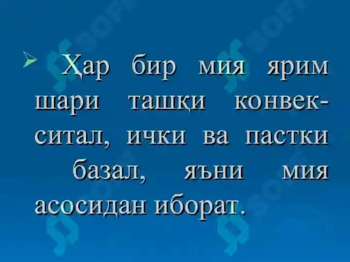 Бош мия пўстлоғи 5