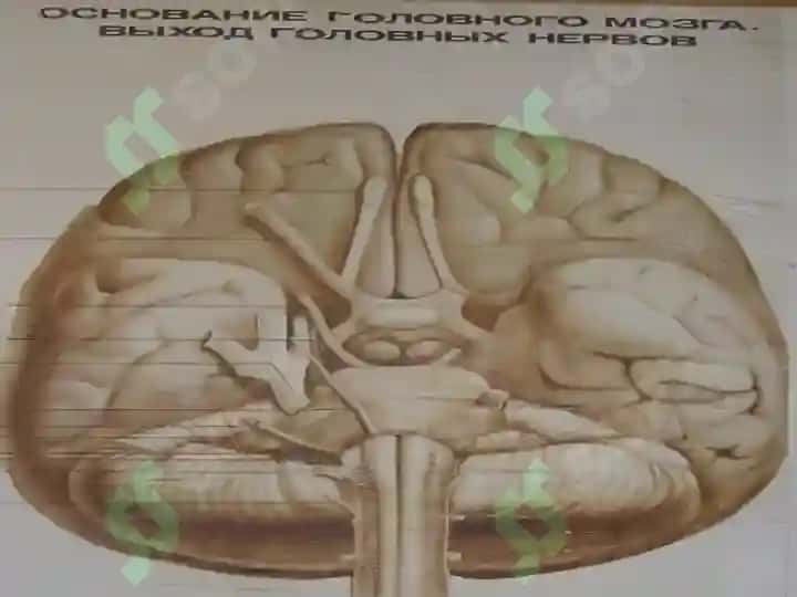 Бош мия пўстлоғи 8