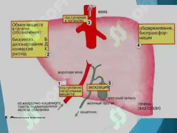ЖИГАР БИОКИМЁСИ 5
