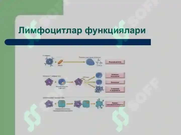 Immun tizimi patafiziologiyasi 6