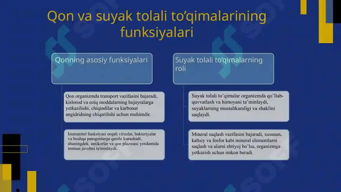 Qon va suyak tolali biriktiruvchi to’qimalarning o’zaro munosabati 3
