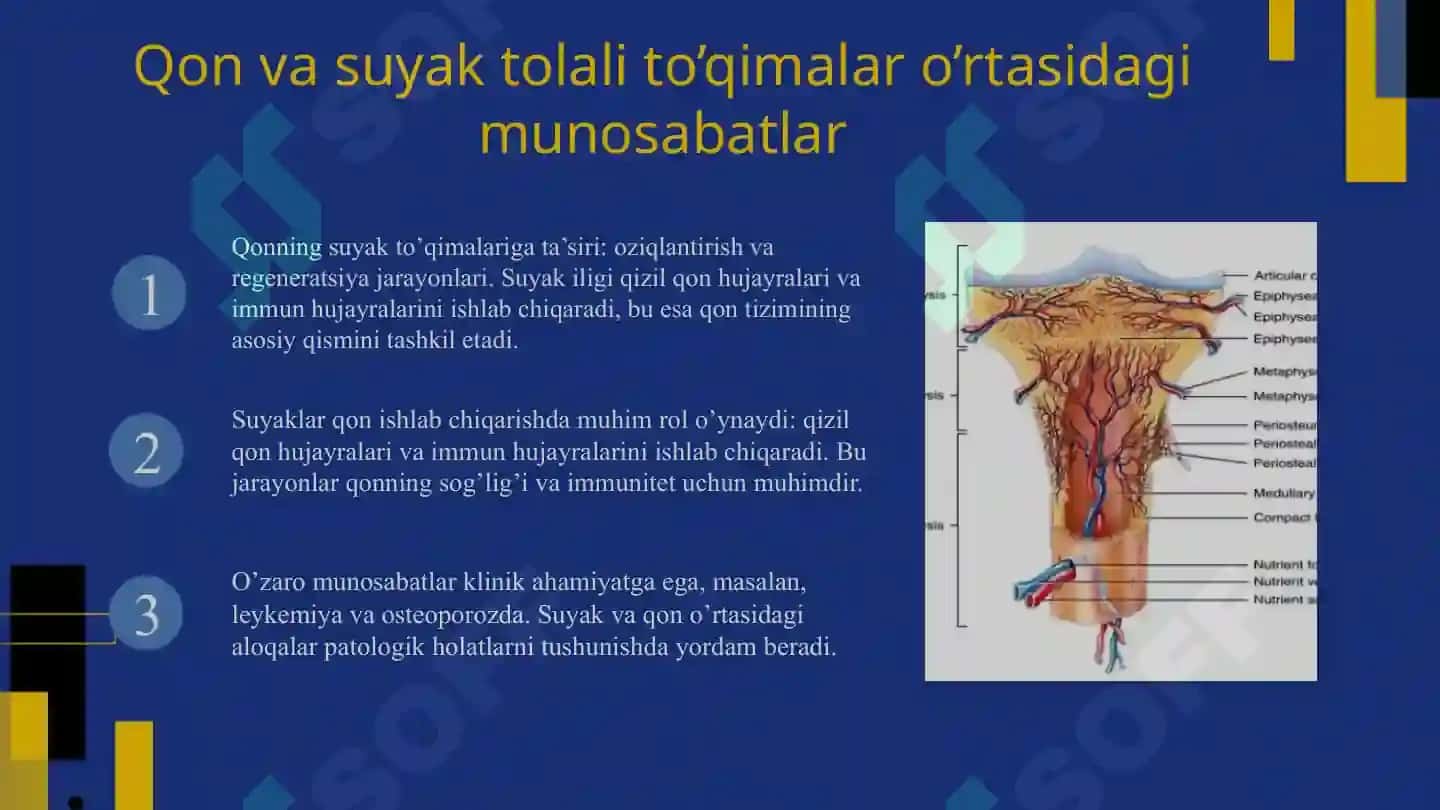 Qon va suyak tolali biriktiruvchi to’qimalarning o’zaro munosabati 4