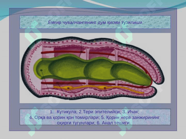 Xalqali chuvalchanglar 8