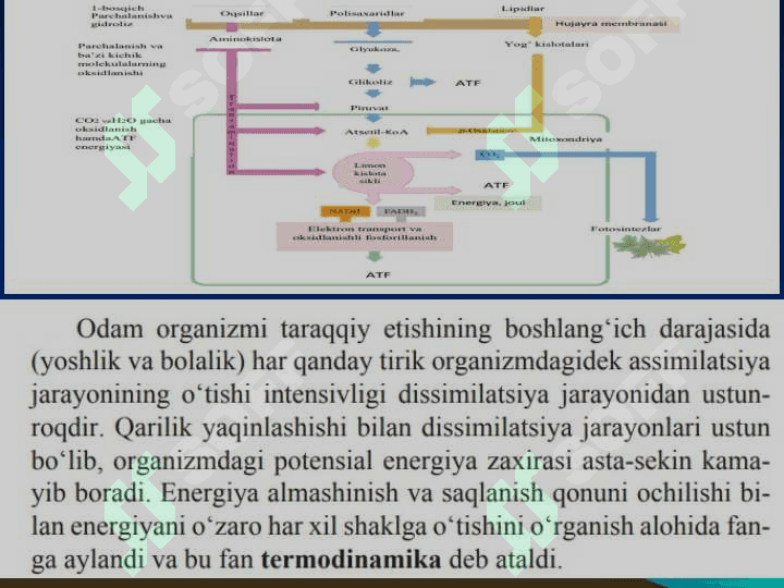 KIMYOVIY TERMODINAMIKA ASOSLARI. 5