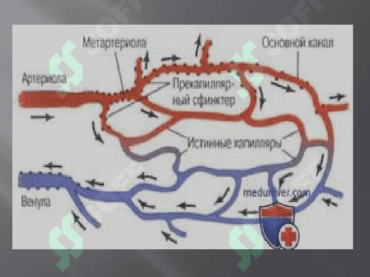 Mikrotsirkulyator havzada qon aylanishi 4
