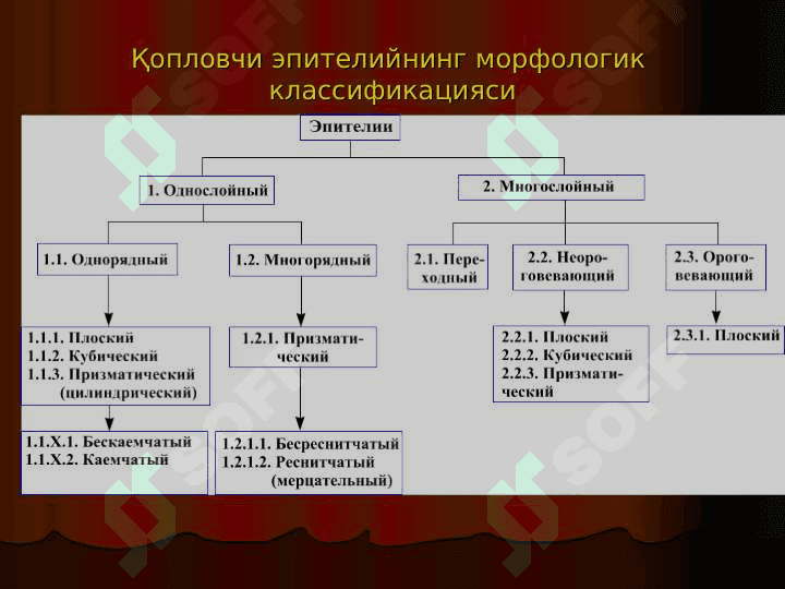 Umumiy gistologiya  . To`qimalar haqidagi ta`limot . Epiteliy to`qimasi . 4