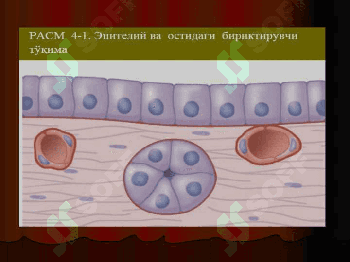 Umumiy gistologiya  . To`qimalar haqidagi ta`limot . Epiteliy to`qimasi . 6
