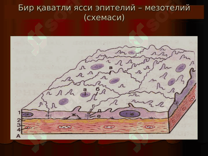 Umumiy gistologiya  . To`qimalar haqidagi ta`limot . Epiteliy to`qimasi . 7
