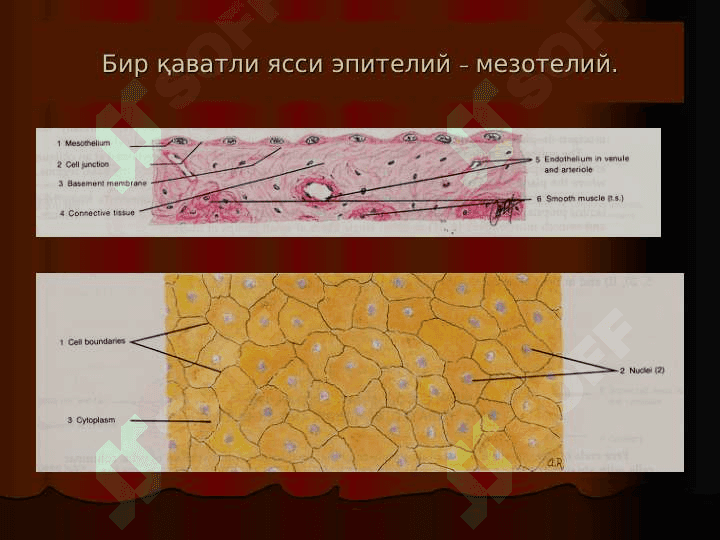 Umumiy gistologiya  . To`qimalar haqidagi ta`limot . Epiteliy to`qimasi . 8