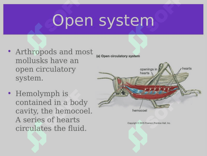 Circulatory system 5