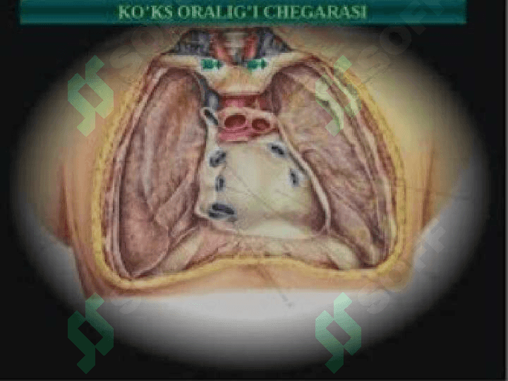 Ko'ks oralig'i haqida tushuncha 4