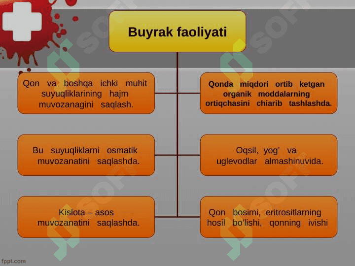 Ayiruv sistemasi, buyrak fiziologiyasi 5