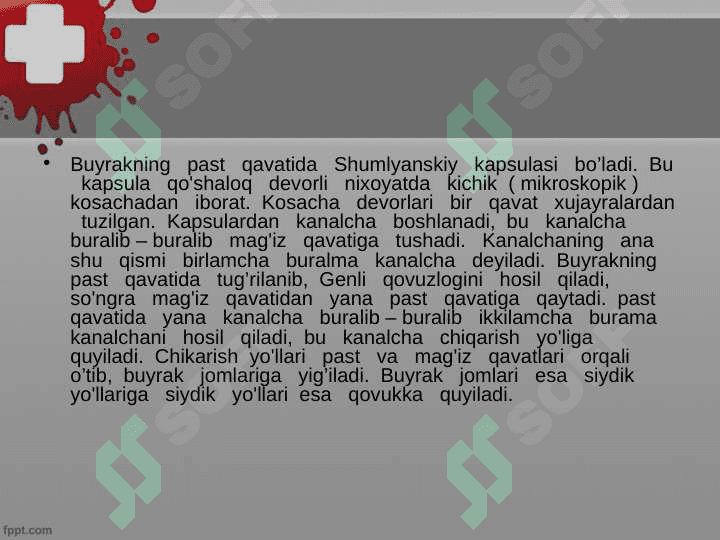 Ayiruv sistemasi, buyrak fiziologiyasi 7
