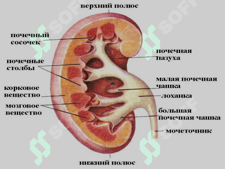 Ayiruv sistemasi, buyrak fiziologiyasi 8
