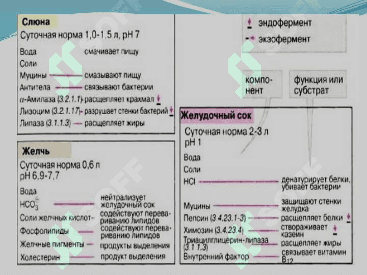Oshqozon ichak tizimi biokimyosi 3