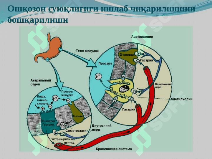 Oshqozon ichak tizimi biokimyosi 7