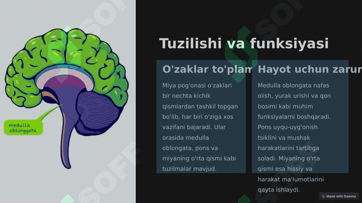 Miya pog'onasi o'zaklari,va ularning ahamiyati. 5