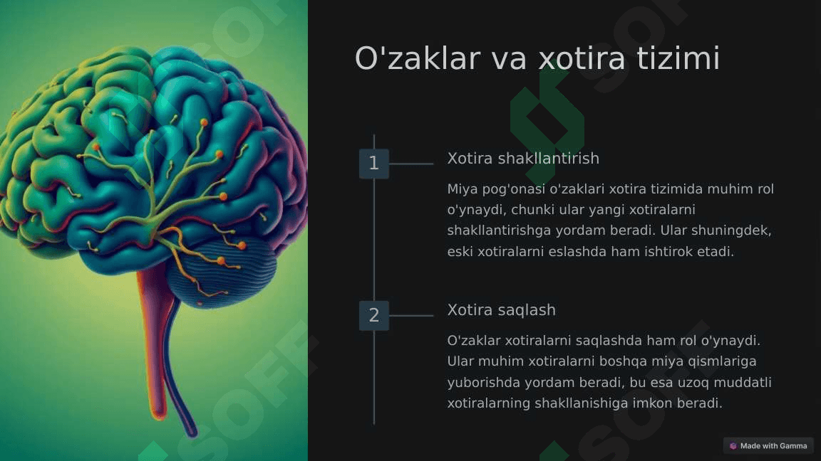 Miya pog'onasi o'zaklari,va ularning ahamiyati. 8