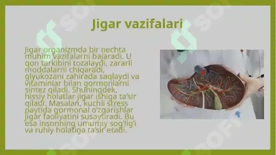 Jigar va o‘t yo‘llarining fiziologiyasi 4