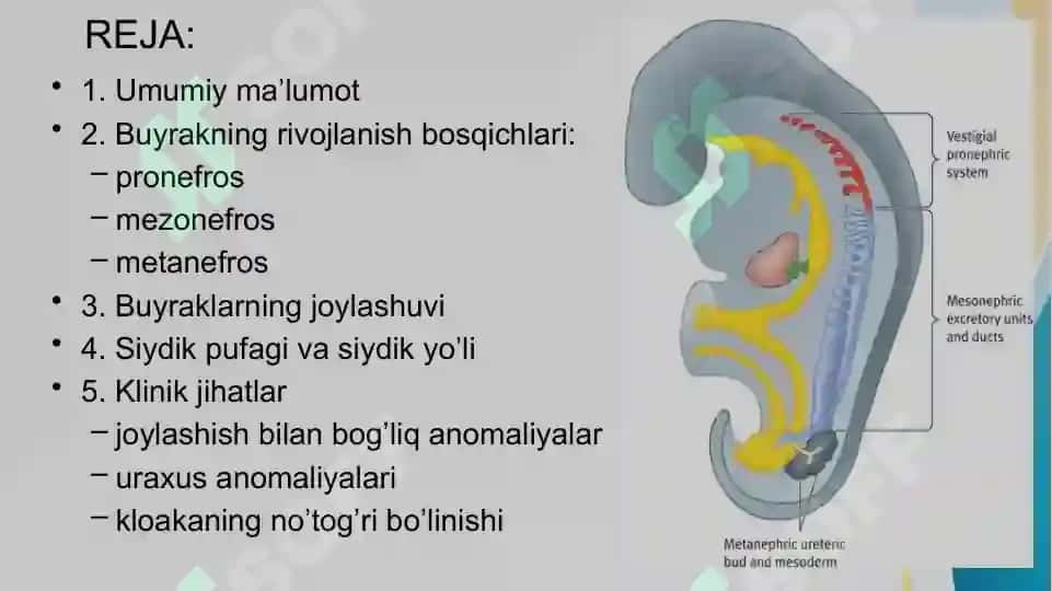 SIYDIK-TANOSIL A’ZOLARI EMBRIOGENEZI 2